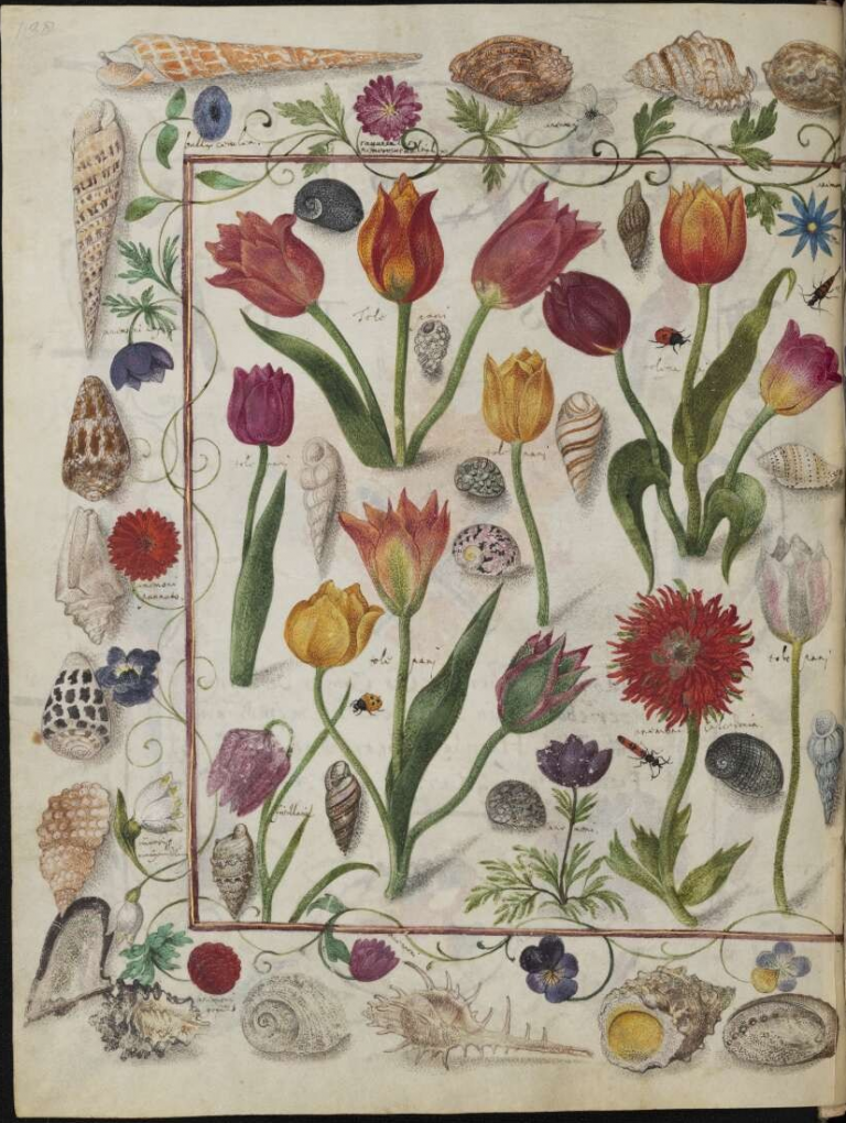 Blumen und Meerestiere aus dem Stammbüch Philipp Hainhofers (17. Jahrhundert).