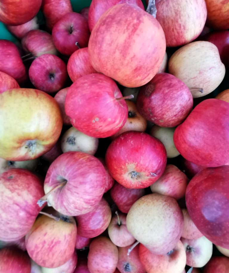 Die Äpfel aus dem Obstgarten.